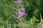 Fireweed